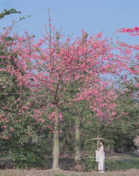 桜桃喵 – 温柔之汉服桃花